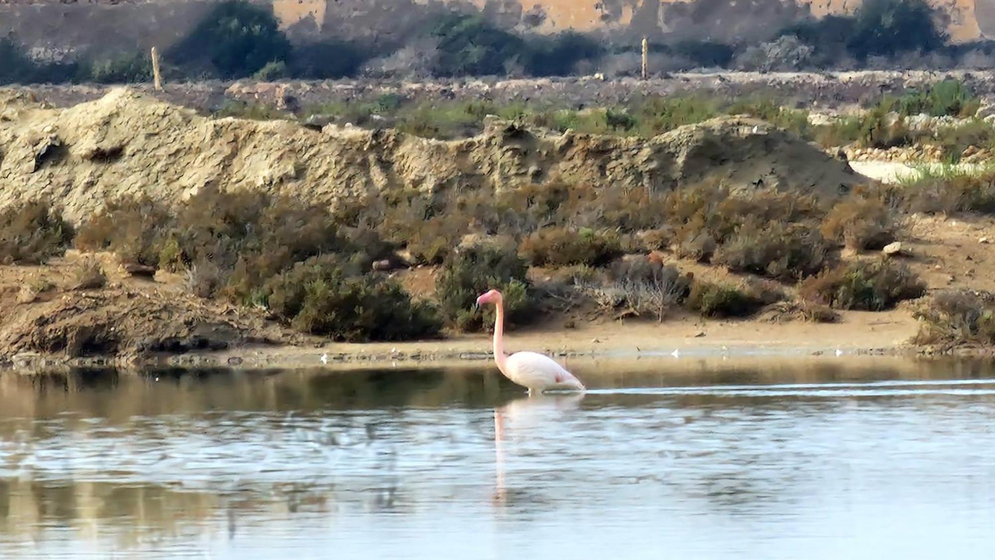 Flamingos View Apartment In Cabo De Gata El Pozo del Cabo Kültér fotó